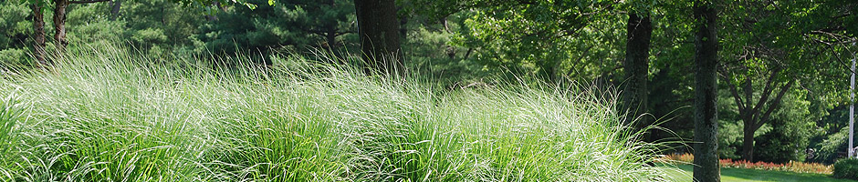 LandSite Commercial Landscaping