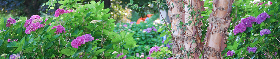 LandSite Commercial Landscaping