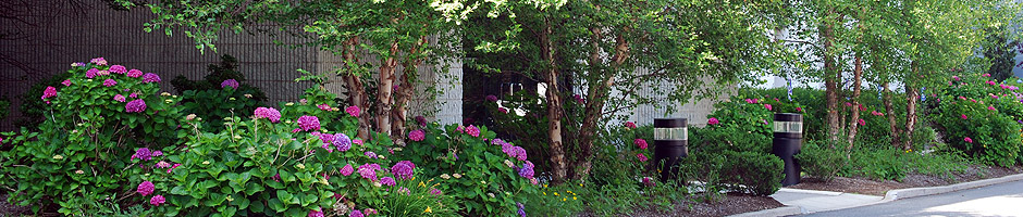 LandSite Commercial Landscaping